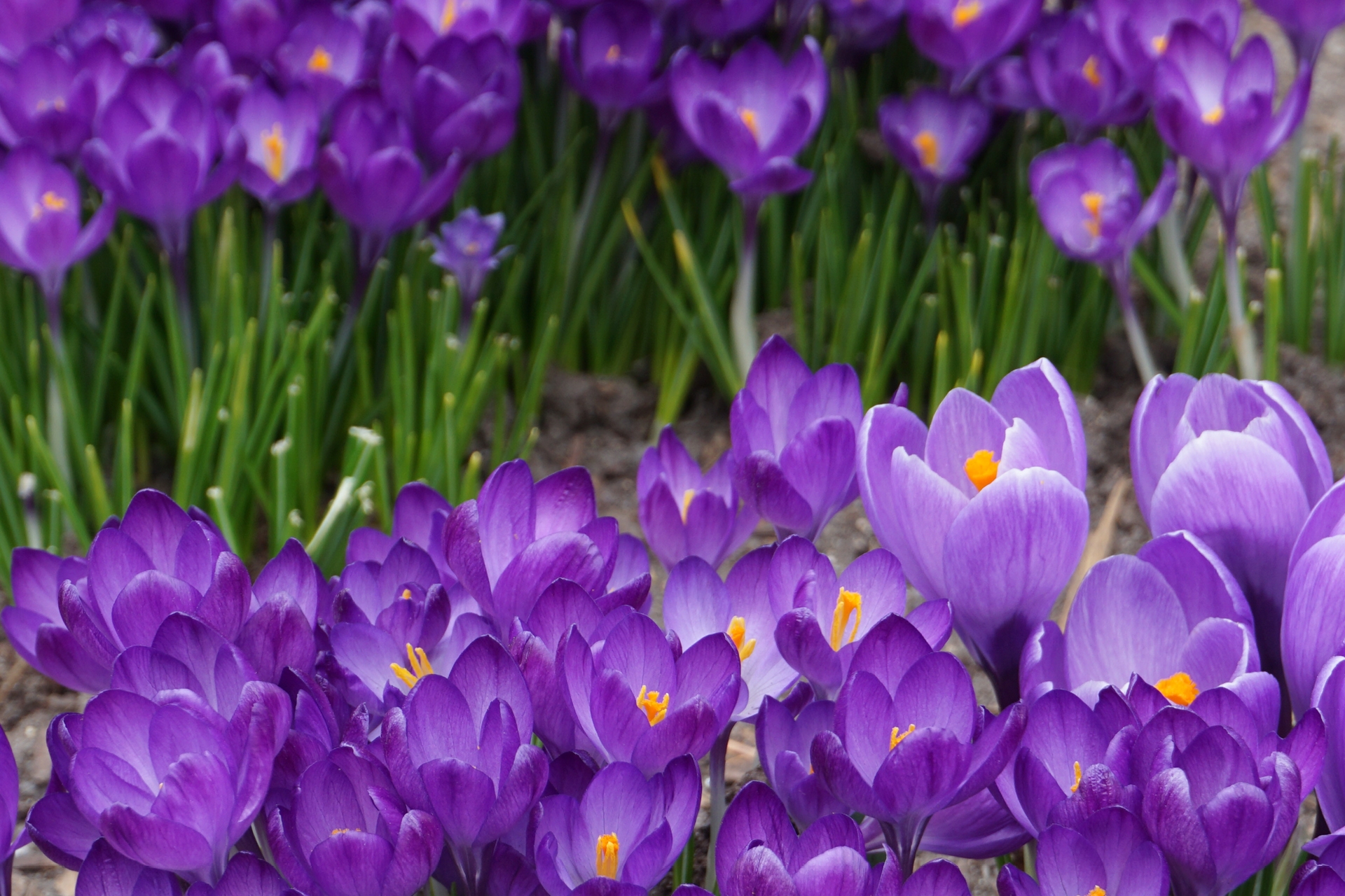 A bed of bright purple spring flowers