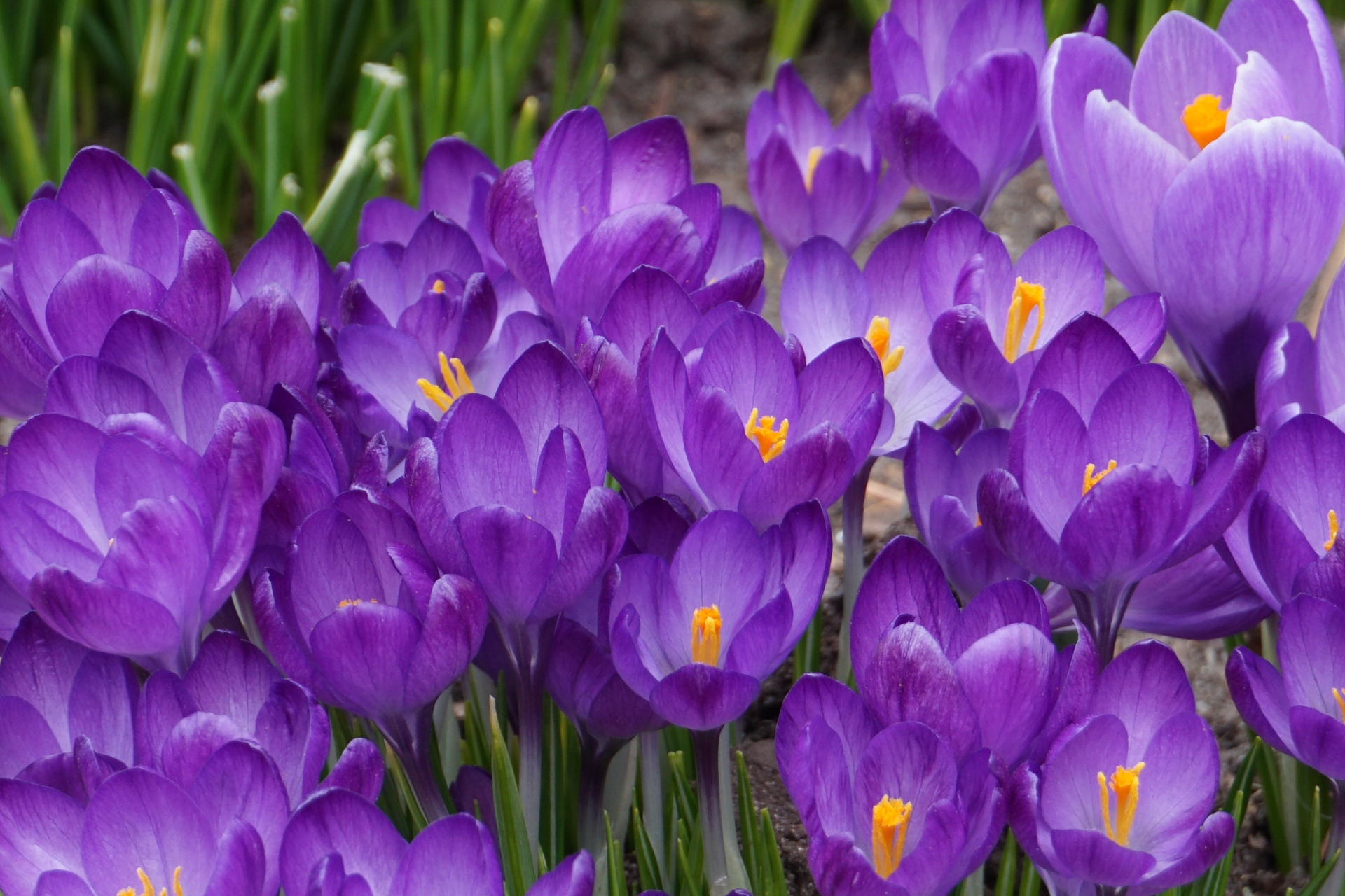 A garden with several crocus flowers in bloom. The flowers are bright purple with orange stamens and bright green stems.