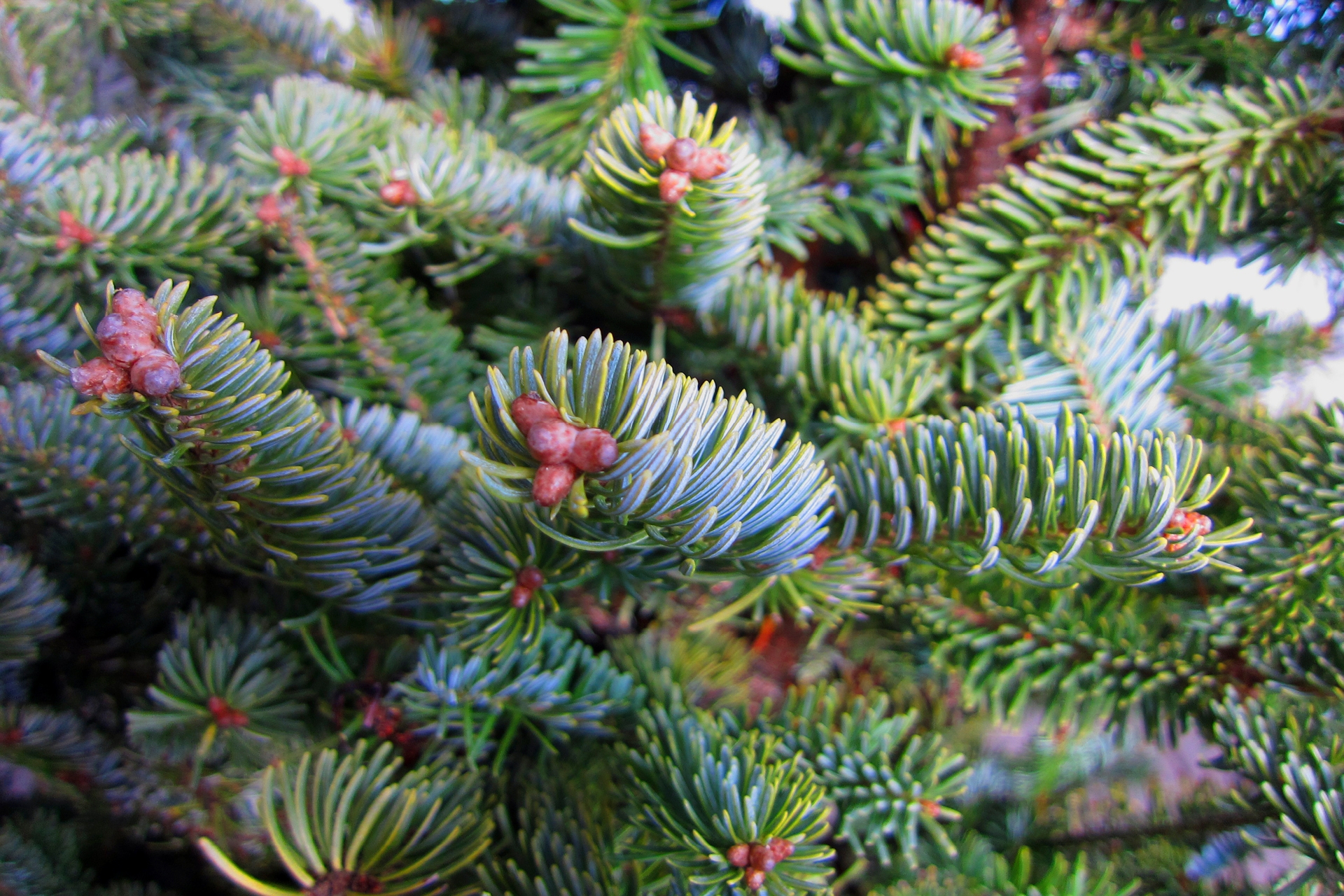 A close-up of the branches of a balsam tree dusted with snow