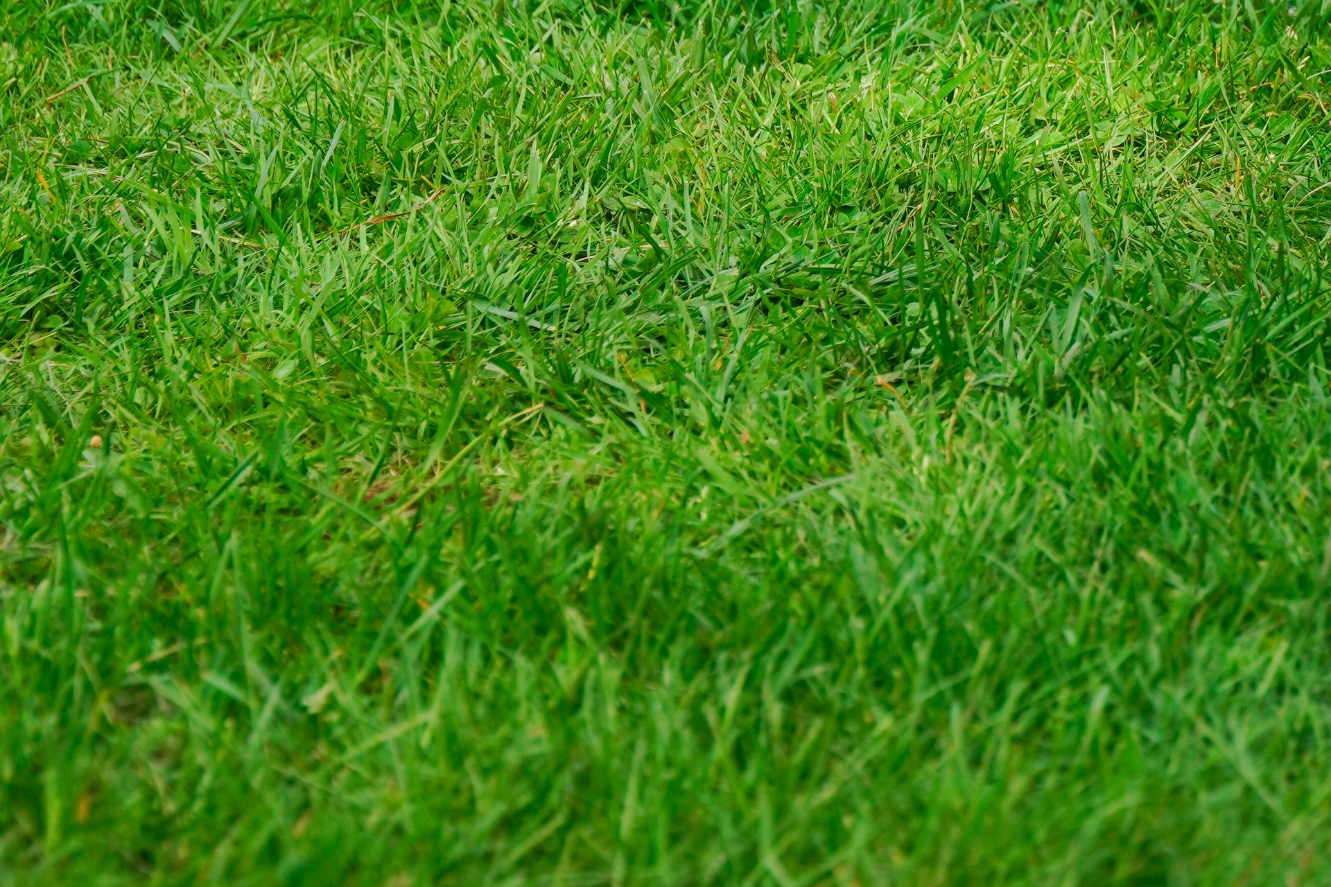 A close-up photo of a grassy lawn