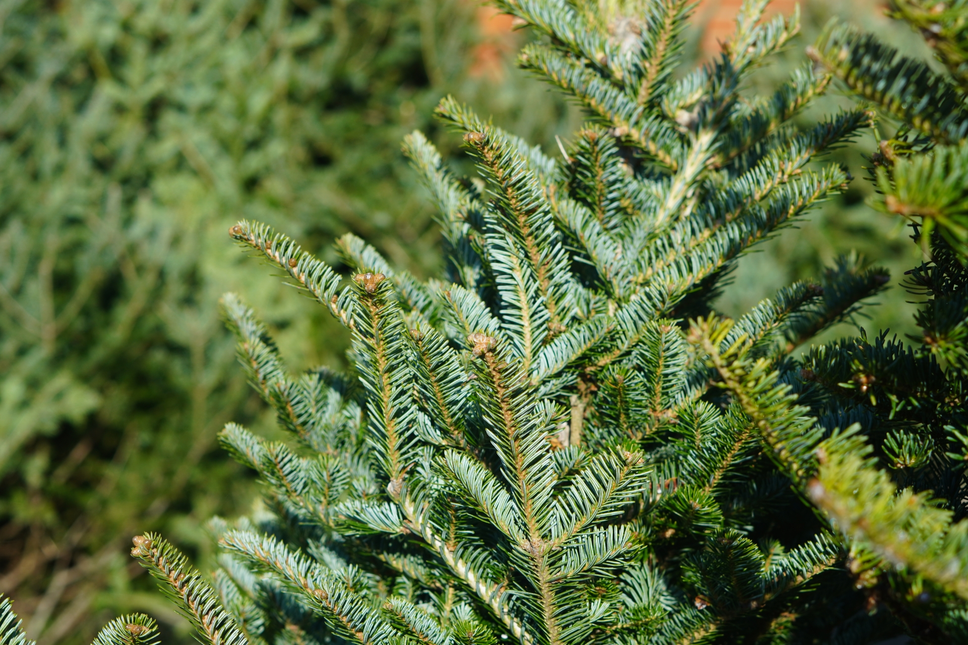A close up shot of a pine tree. Out of focus behind the tree are more trees! 
