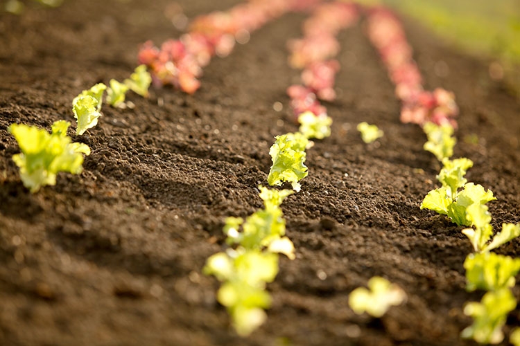 Lettuce seedlings