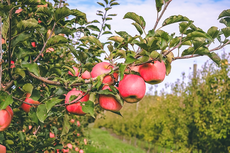 Local Apple