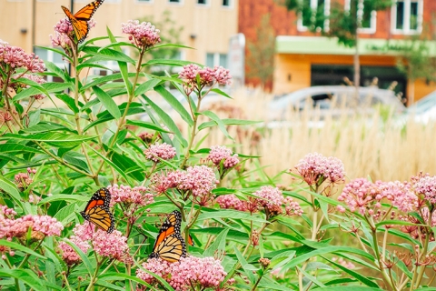 A close up of small pink wildflowers and green bushes. Three black and orange butterflies sit on the flowers. Behind the bushes, a building is visible but blurry.