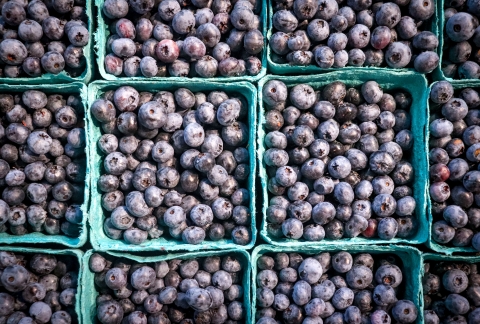 Three rows of cartons of ripe blueberries, viewed from the top down.