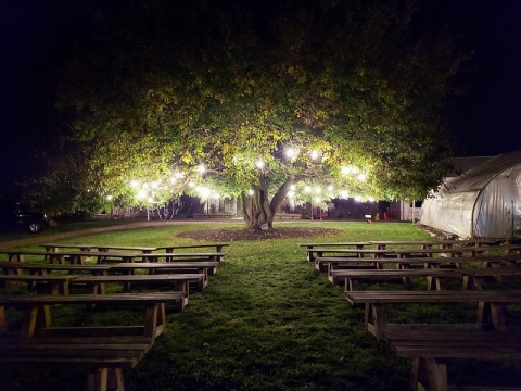 A photograph of a wide, old tree. It is lit by round white lights scattered in the lower branches. The tree seems to glow from the inside. In front of the tree, low dark wooden benches are arranged in two rows.