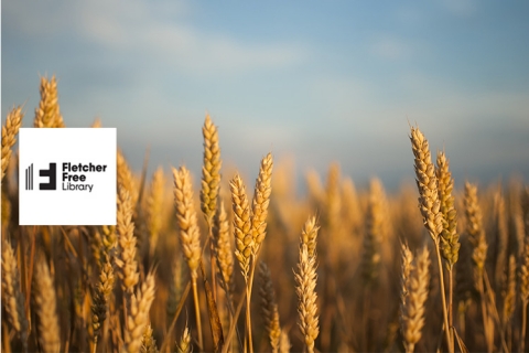 A close up of a field of wheat against a blue sky