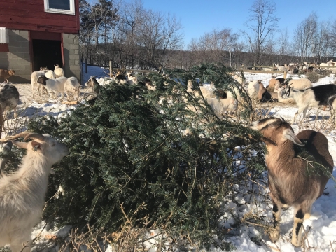 A group of brown and white goats munch on a pine tree. The pine tree is lying on its side on a snowy flat yard in front of a red building.