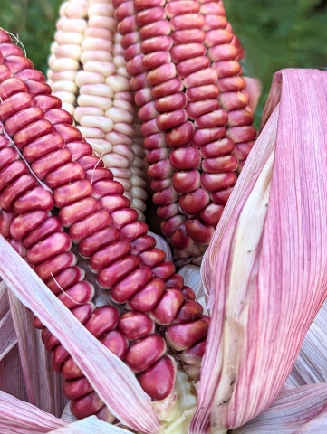 Beautiful pink corn cobs!