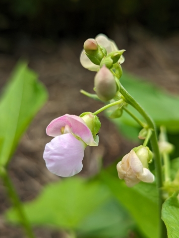 A close up of a bean flower!