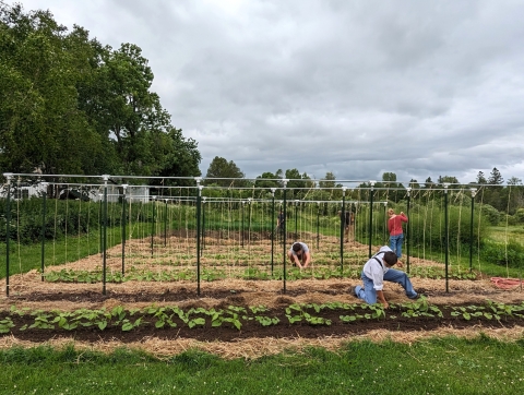 Students at Sterling College working amongst the trellis