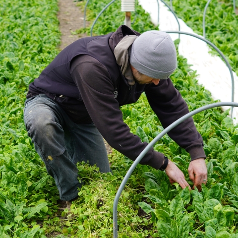 A man weeds a row of vividly green spinach. He is wearing a light grey beanie, a dark gray sweatshirt, and jeans. Around his knees, there is a pile of weeds that have been pulled up from the row.