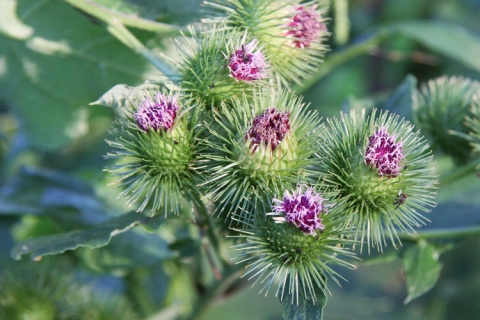 Burdock via Flickr Maja Dumat