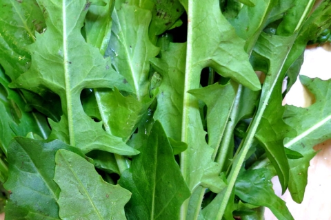 Dandelion Greens