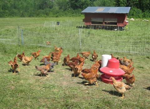New Addition to Our Egg Cooler: Doolittle Farm