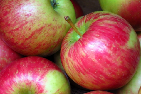 Honeycrisp Apples