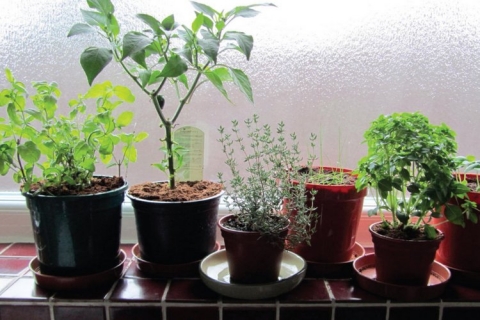 Indoor Gardening