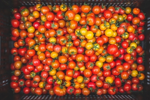 Cherry Tomatoes at Jericho Settlers Farm