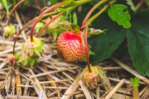 Strawberries at Last Resort Farm