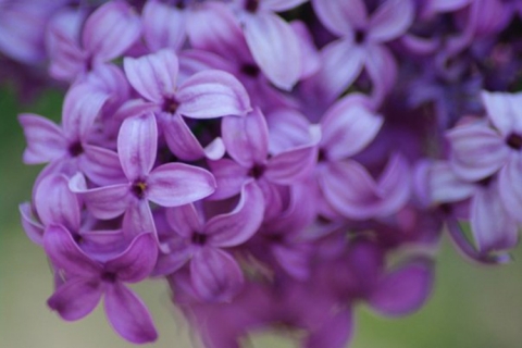 Lilacs