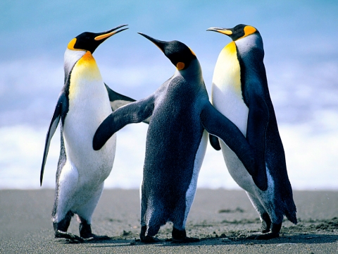 Penguins!