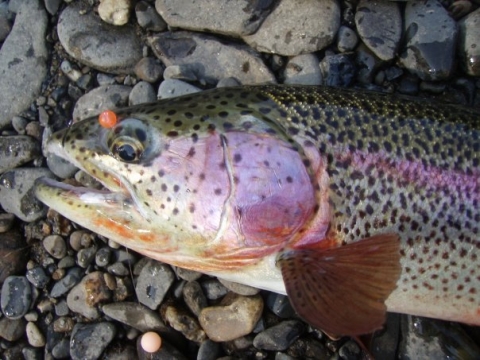 Rainbow Trout