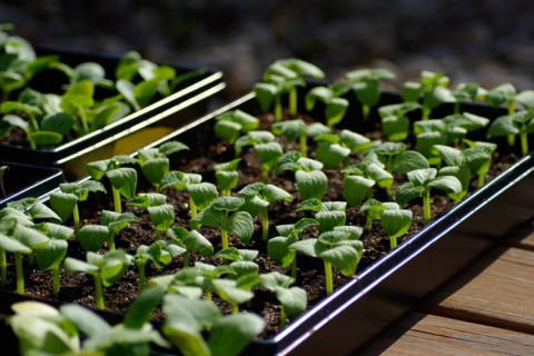 Seedlings