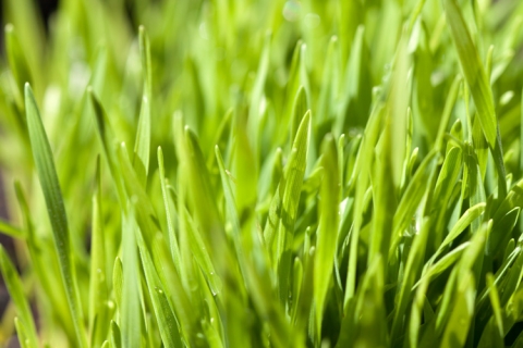 Wheatgrass via Flickr Ervins Strauhmanis
