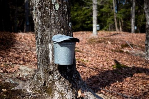 Maple Sugaring