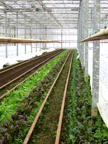 View of the greenhouse
