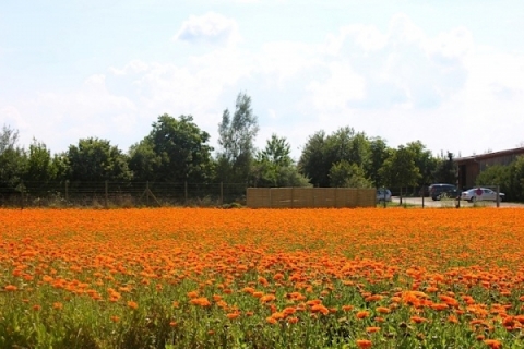 Field of Calendula