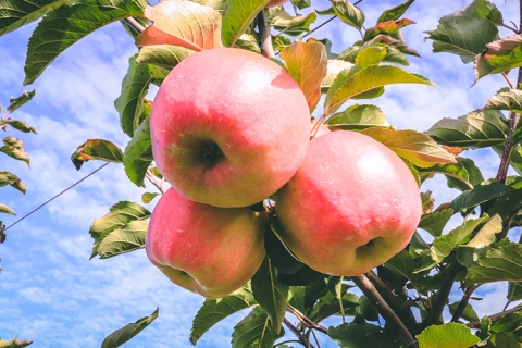 Champlain Orchards