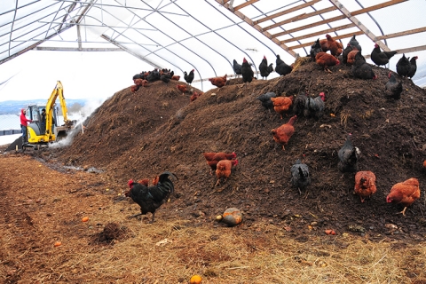 Chickens on Compost