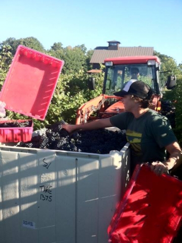 Shelburne Vineyard