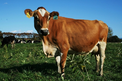 Cow