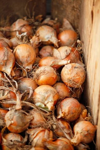 Onions