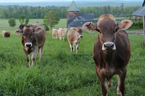 Shelburne Farms Brown Swiss Cows by Vera Chang
