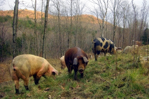 Sugar Mountain Pigs