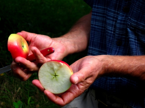 Heirloom Apple