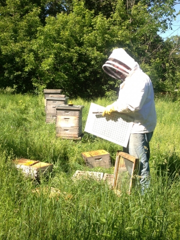 Chasworth Farm bees