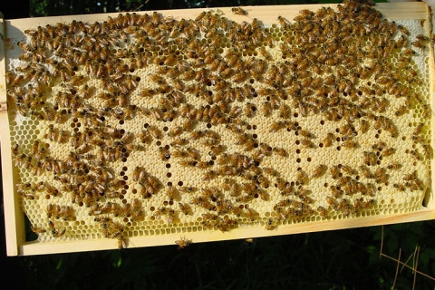Heavenly Honey Apiary Bees