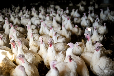 Turkeys