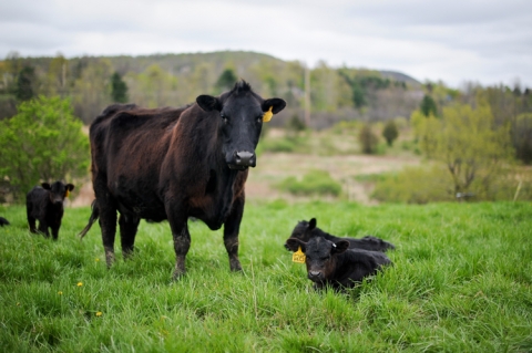 Angus Cows