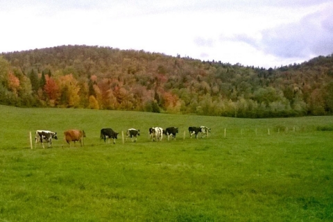 Sweet Rowen Farmstead Cows