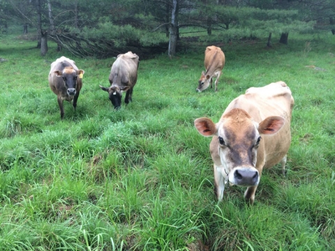 Karim Farm and Creamery