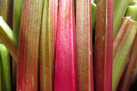 Rhubarb