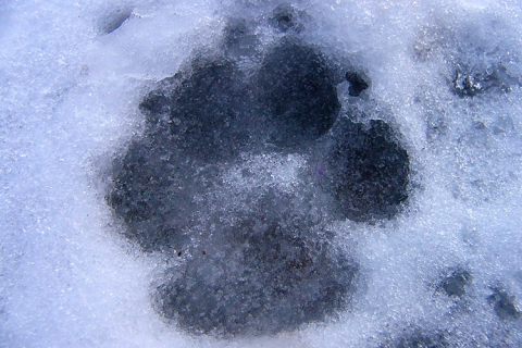 Track in snow