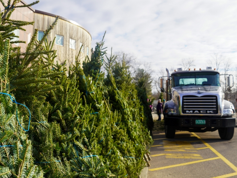 A row of balsam firs stands beside a yellow-painted fire lane. In the background, the top of City Market's South End store is visible. To the right, people unload trees from a Mack truck.