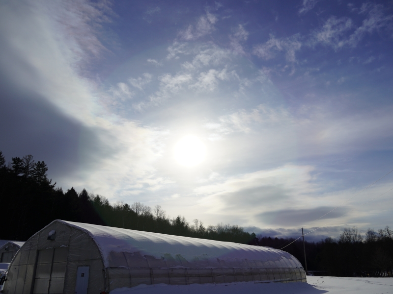 A greenhouse is covered in snow. It sits in front of a treeline. Above the treeline, the sun casts a bright halo in a bright blue sky dusted with white wispy clouds.